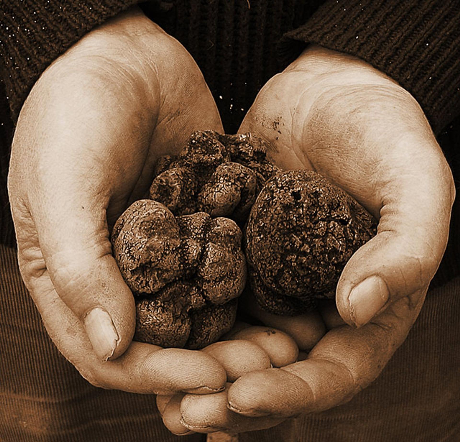 Sepia photo of cupped hands holding several black truffles, used as an input image for the tagging example