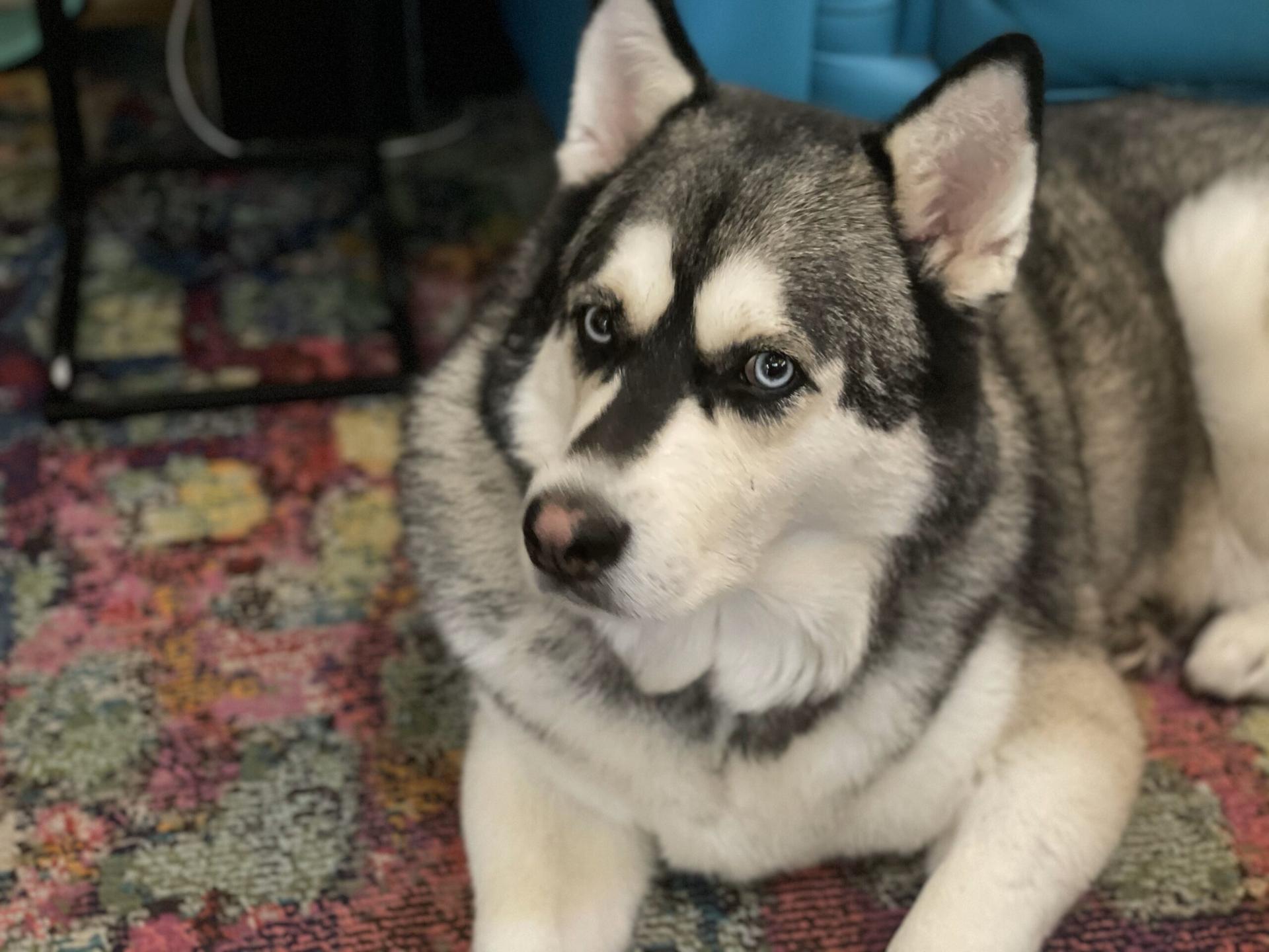 Black, gray and white Siberian Husky with pale blue eyes lying on a colorful rug and looking off to the side